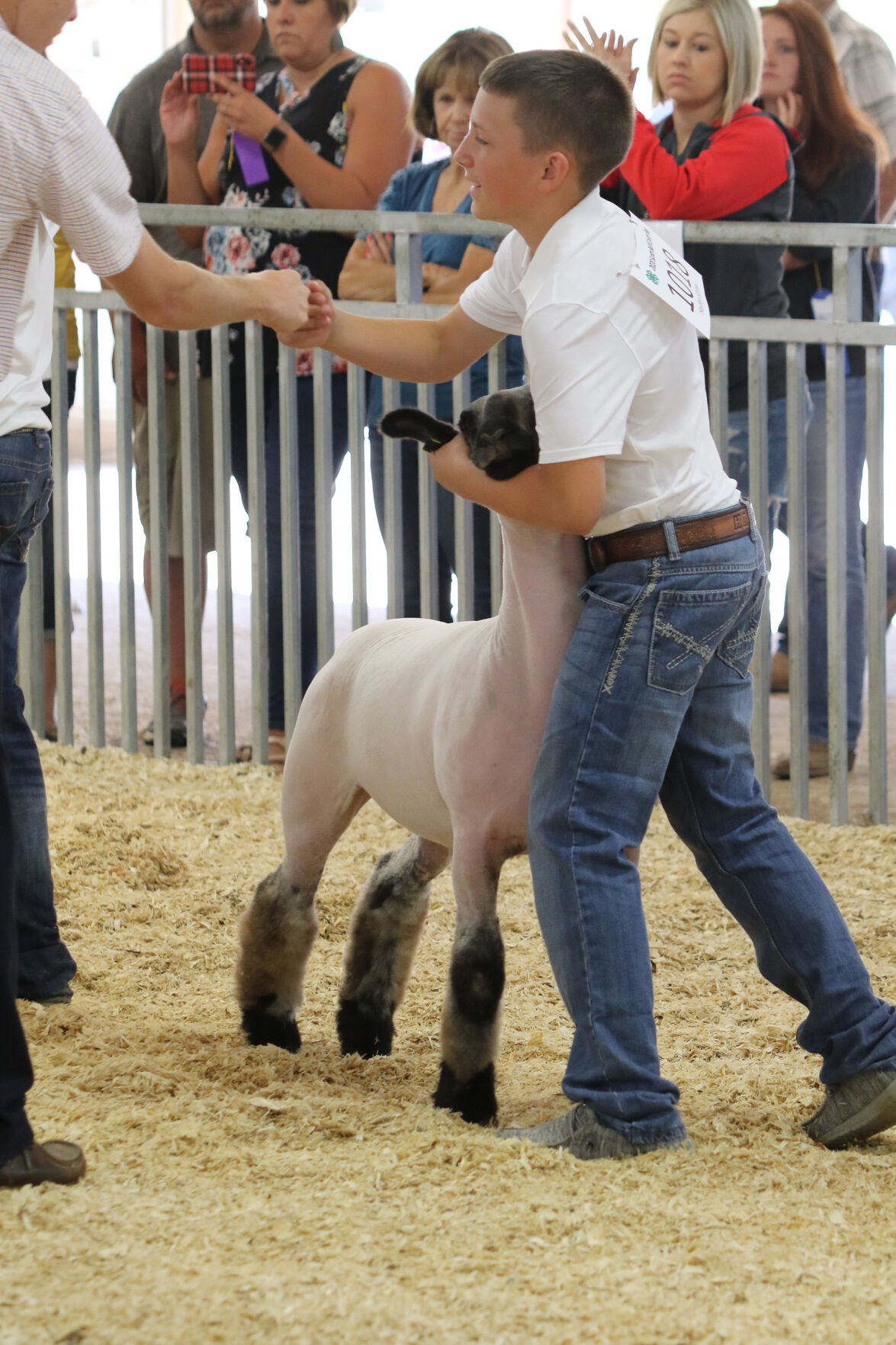 PHOTO: Sheep Show at Scotts Bluff County Fair